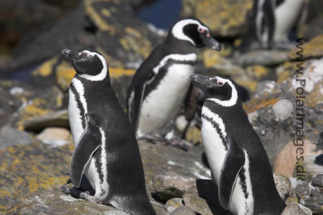 Magellanic penguin_MG_9314