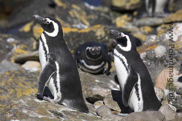 Magellanic penguin_MG_9320