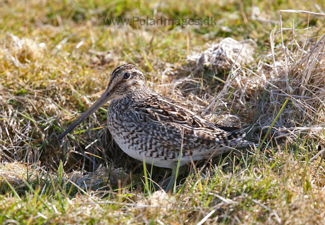 Magellanic snipe_MG_0149