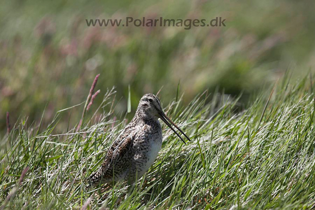 Magellanic snipe_MG_9196