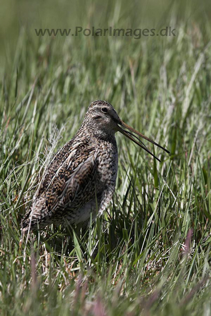 Magellanic snipe_MG_9206