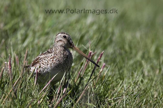 Magellanic snipe_MG_9211