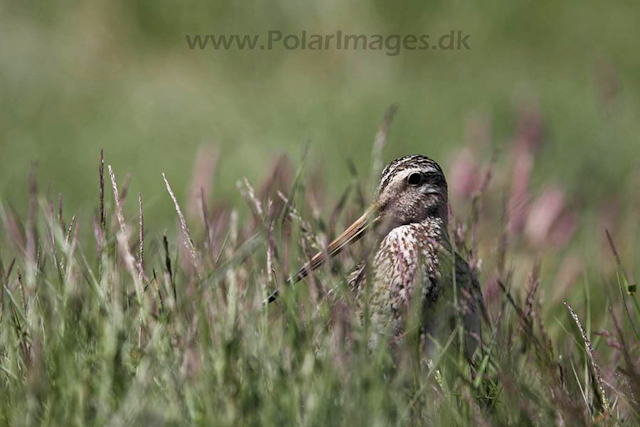 Magellanic snipe_MG_9216