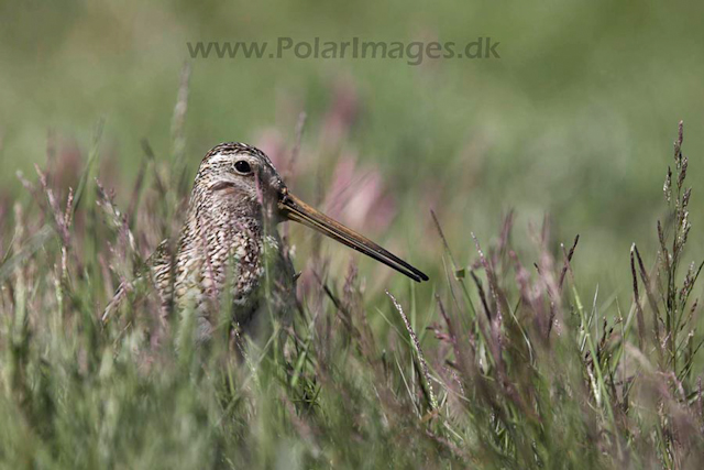 Magellanic snipe_MG_9219