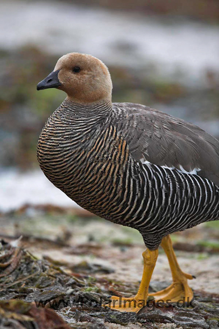 New Island Upland goose_MG_6495