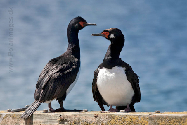 Rock shag_MG_0213