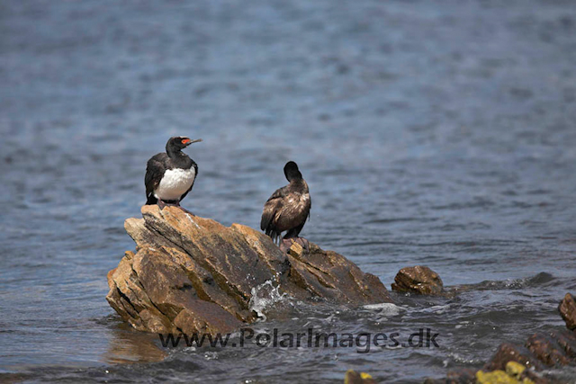 Rock shag_MG_6849