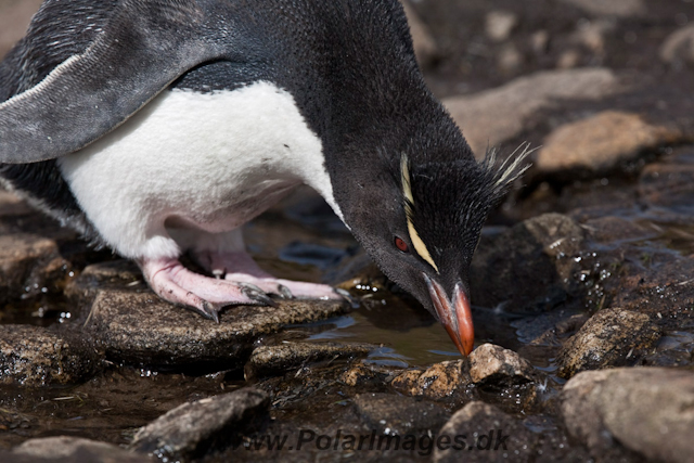 Rockhopper Penguin_MG_5491