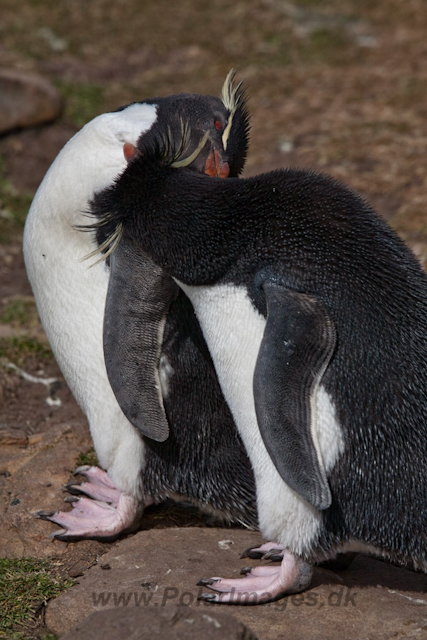 Rockhopper Penguin_MG_5512