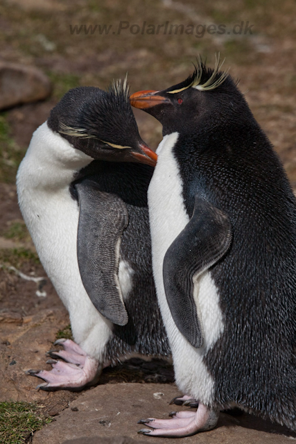 Rockhopper Penguin_MG_5514