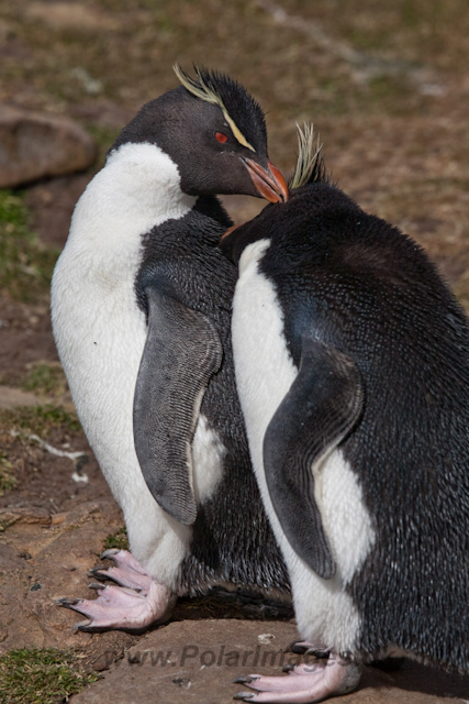 Rockhopper Penguin_MG_5515