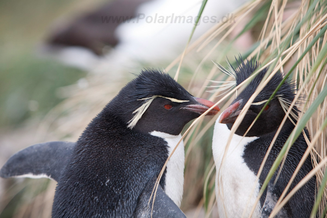 Rockhopper Penguin, West Point Island_MG_7535