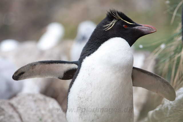 Rockhopper Penguin, West Point Island_MG_7540