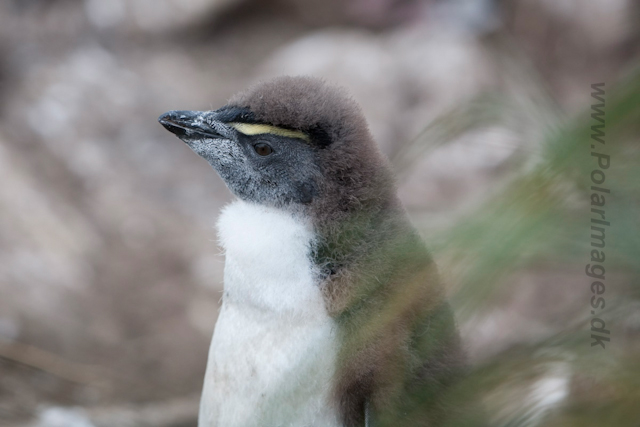 Rockhopper Penguin, West Point Island_MG_7548