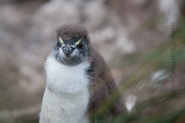 Rockhopper Penguin, West Point Island_MG_7550