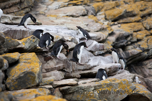 Rockhopper Penguin, West Point Island_MG_7637