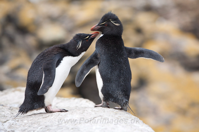 Rockhopper Penguin, West Point Island_MG_7642