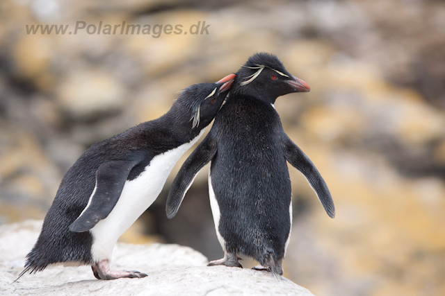 Rockhopper Penguin, West Point Island_MG_7644