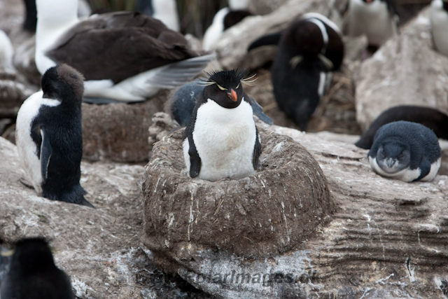 Rockhopper Penguin, West Point Island_MG_7661