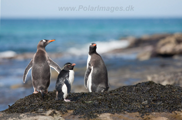 Rockhopper and Gentoo Penguins_MG_5438