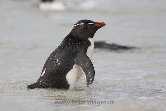 Rockhopper penguin, Falkland Islands_MG_1806