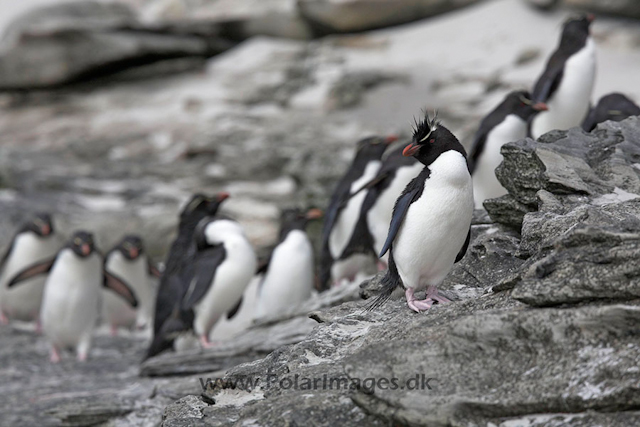 Rockhopper penguin, Falkland Islands_MG_1824