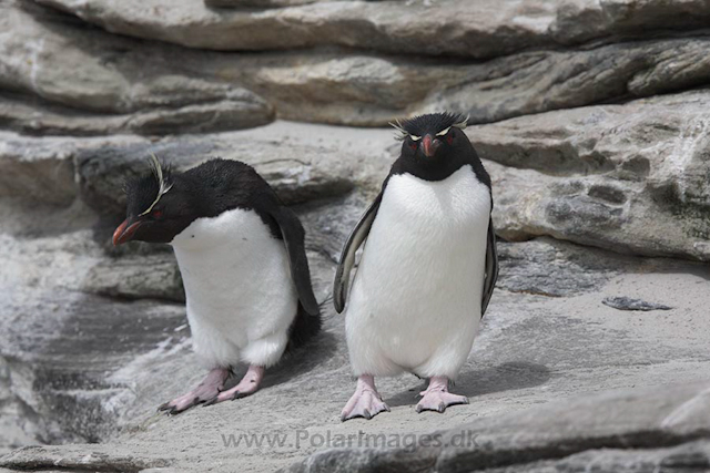 Rockhopper penguin, Falkland Islands_MG_1826