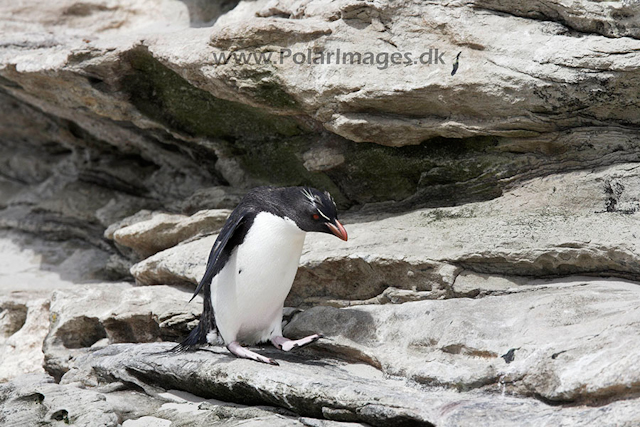 Rockhopper penguin, Falkland Islands_MG_1831