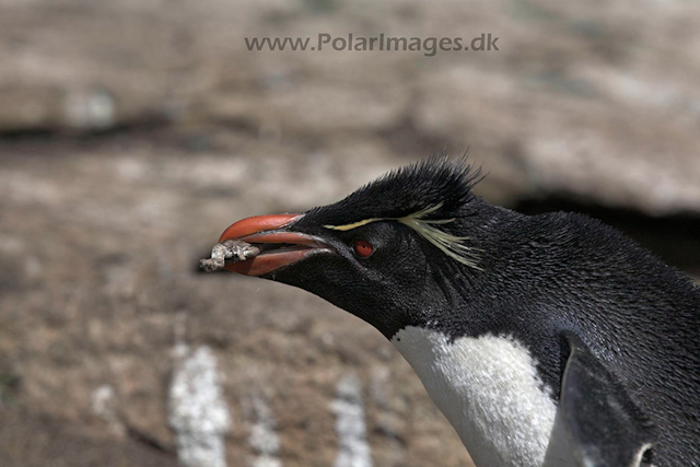 Rockhopper penguin, Falkland Islands_MG_6900