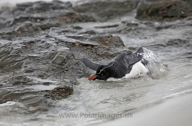 Rockhopper penguin, Falkland Islands_MG_6954