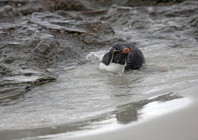 Rockhopper penguin, Falkland Islands_MG_6957