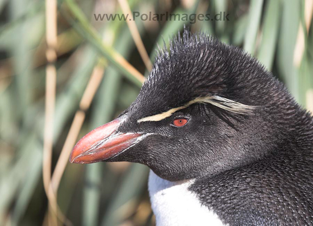 Rockhopper penguin, Falkland Islands_MG_9087