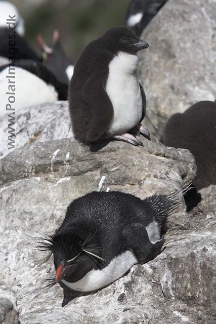 Rockhopper penguin, Falkland Islands_MG_9098