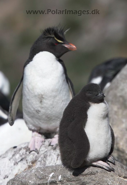 Rockhopper penguin, Falkland Islands_MG_9100