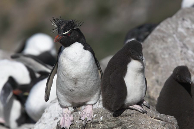 Rockhopper penguin, Falkland Islands_MG_9104