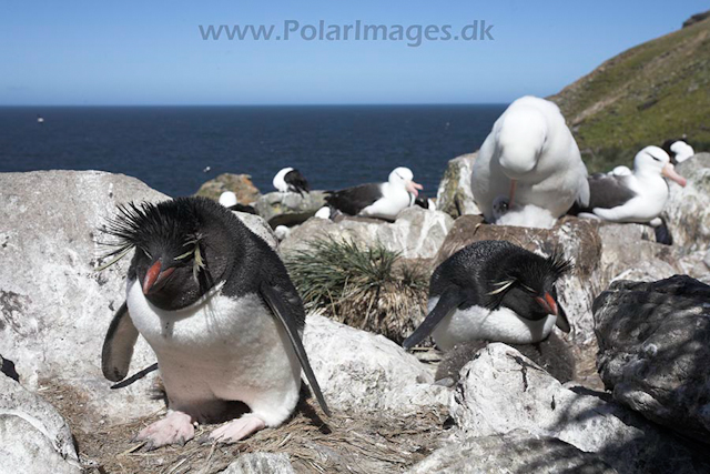 Rockhopper penguin, Falkland Islands_MG_9120