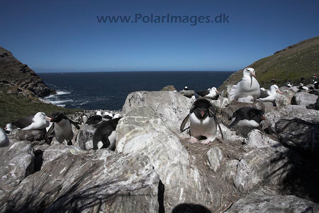 Rockhopper penguin, Falkland Islands_MG_9122