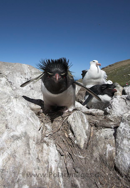 Rockhopper penguin, Falkland Islands_MG_9125