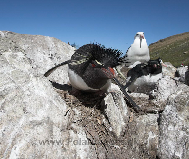 Rockhopper penguin, Falkland Islands_MG_9127