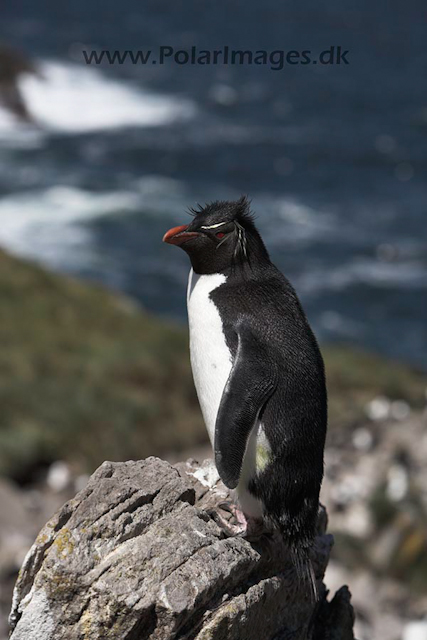 Rockhopper penguin, Falkland Islands_MG_9152