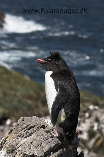 Rockhopper penguin, Falkland Islands_MG_9158