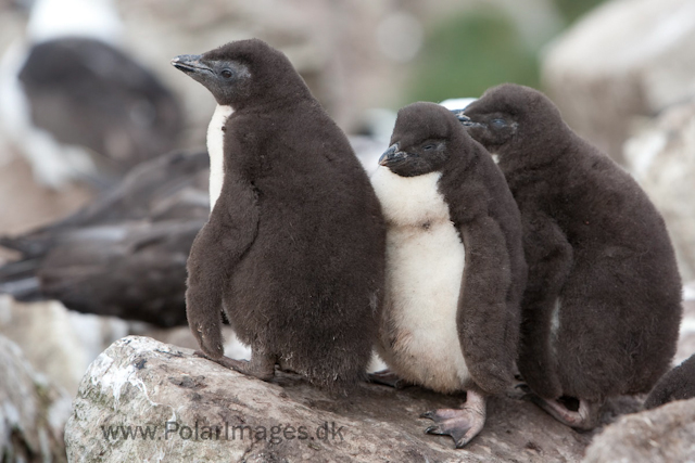 Rockhopper penguin chicks_MG_3016