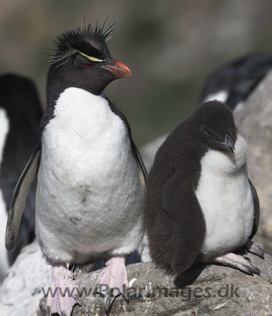 Rockhopper penguins, Falkland Islands_MG_9110