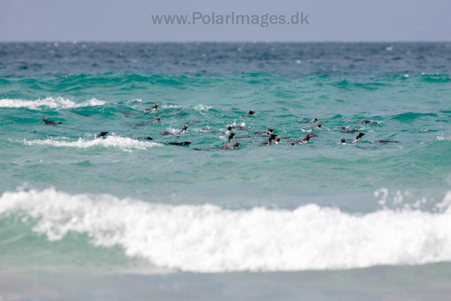 Rockhopper penguins, Saunders Island_MG_0273