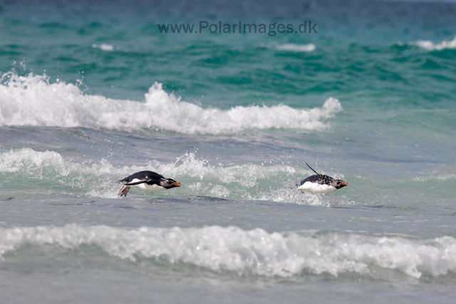 Rockhopper penguins, Saunders Island_MG_0276