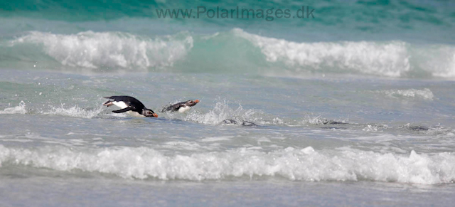 Rockhopper penguins, Saunders Island_MG_0278