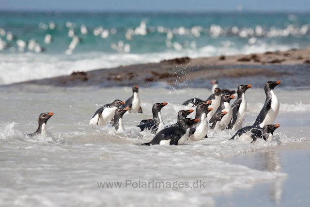 Rockhopper penguins, Saunders Island_MG_0285