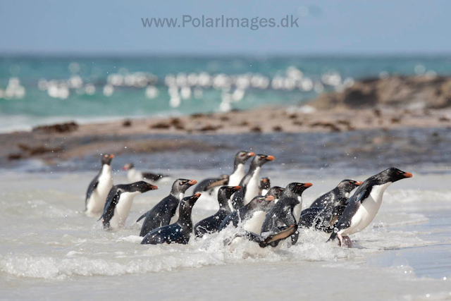 Rockhopper penguins, Saunders Island_MG_0287