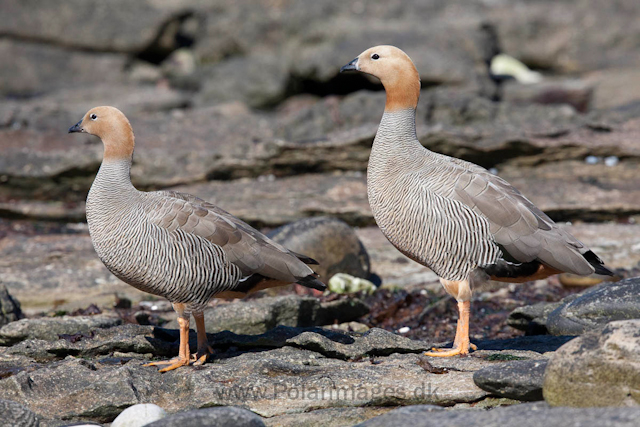 Ruddy-headed goose_MG_0137