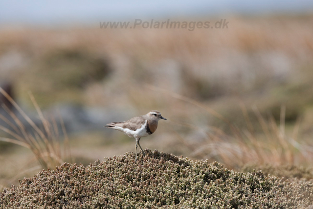 Rufous-chested Dotterel_MG_5562